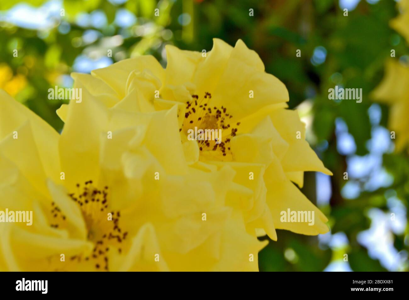 Primo piano macro di fiore rosa giallo fiorito, belle rose selvatiche fiorite durante l'estate tra foglie verdi, con sfondo bookeh sfocato Foto Stock
