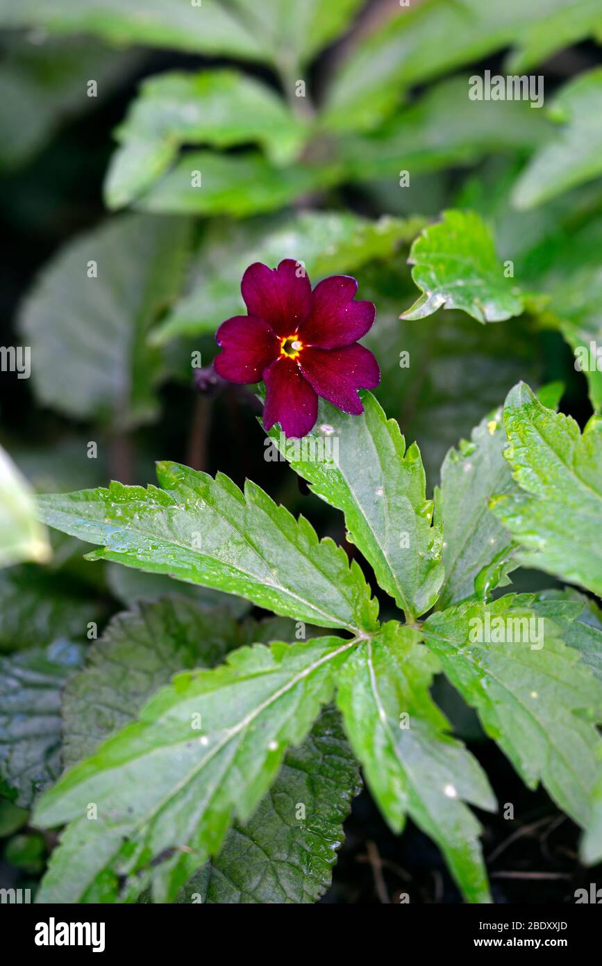 primula porticciolo, polianthus, juliana primrose, vino fiore rosso, fiori, fioritura, primavera, giardino, RM Floral Foto Stock