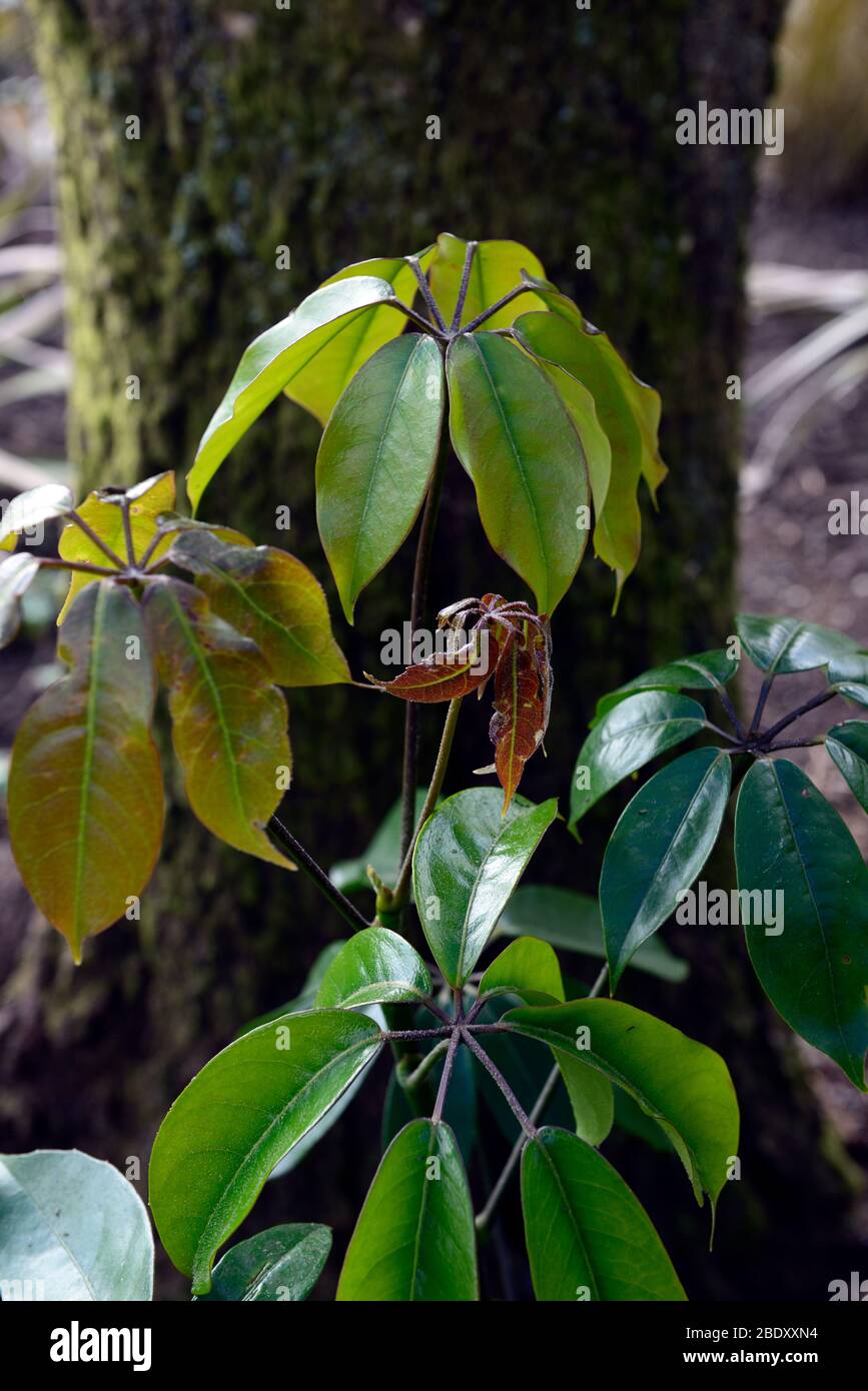 schefflera alpina,foglie verdi,fogliame,foglie attraenti,fogliame,giardino esotico,giardini,RM Floral Foto Stock