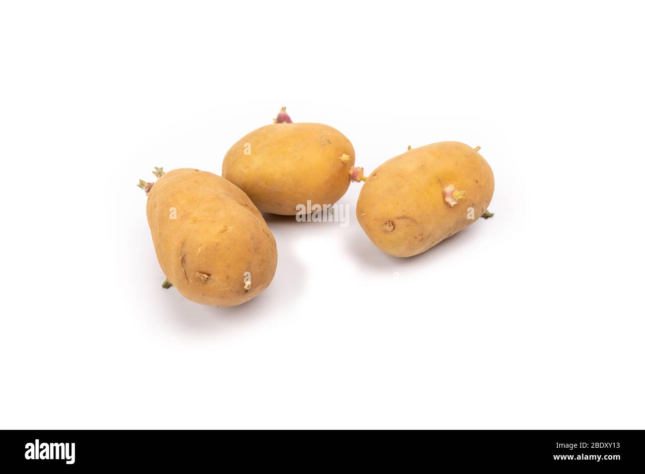 set di piantine di patate germogliate pronte per la piantagione - su sfondo bianco in studio Foto Stock