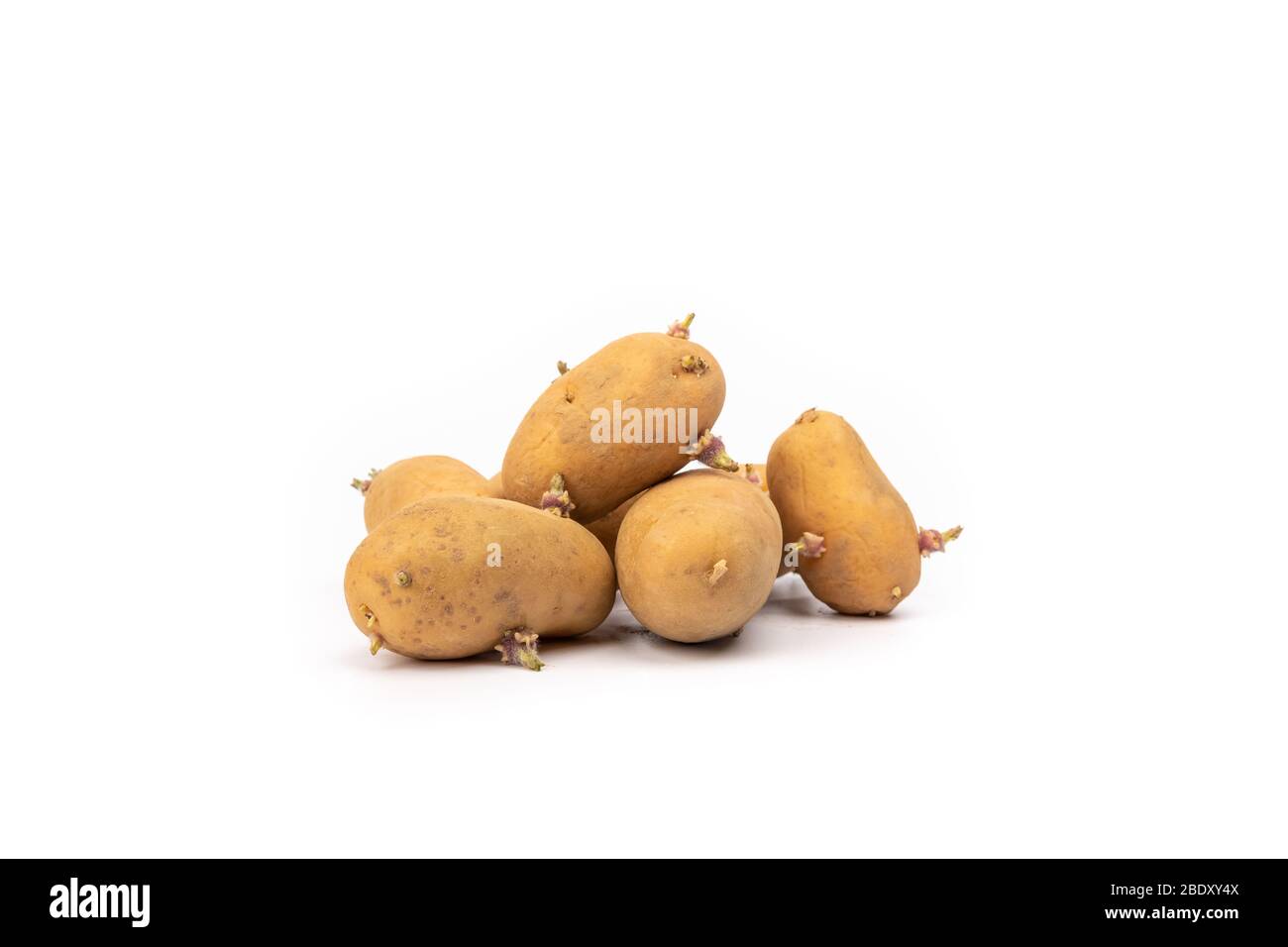 set di piantine di patate germogliate pronte per la piantagione - su sfondo bianco in studio Foto Stock