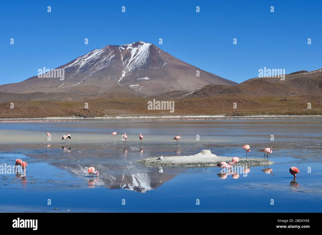 Spettacolare vista della laguna di Hedionda piena di fenicotteri, Eduardo Avaroa Andean Fauna National Reserve. Altopiani boliviani Foto Stock