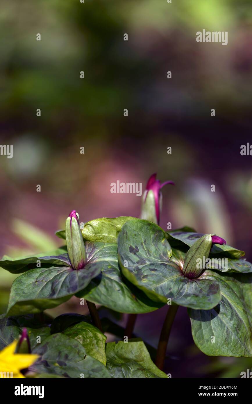 Trillium cloropetalum,bocciolo di fiori,boccioli di fiori,fiori non aperti, fiori rossi, fiori, fiori, fiori, ombreggiatura, ombreggiato, legno, bosco, legno, RM floreale Foto Stock