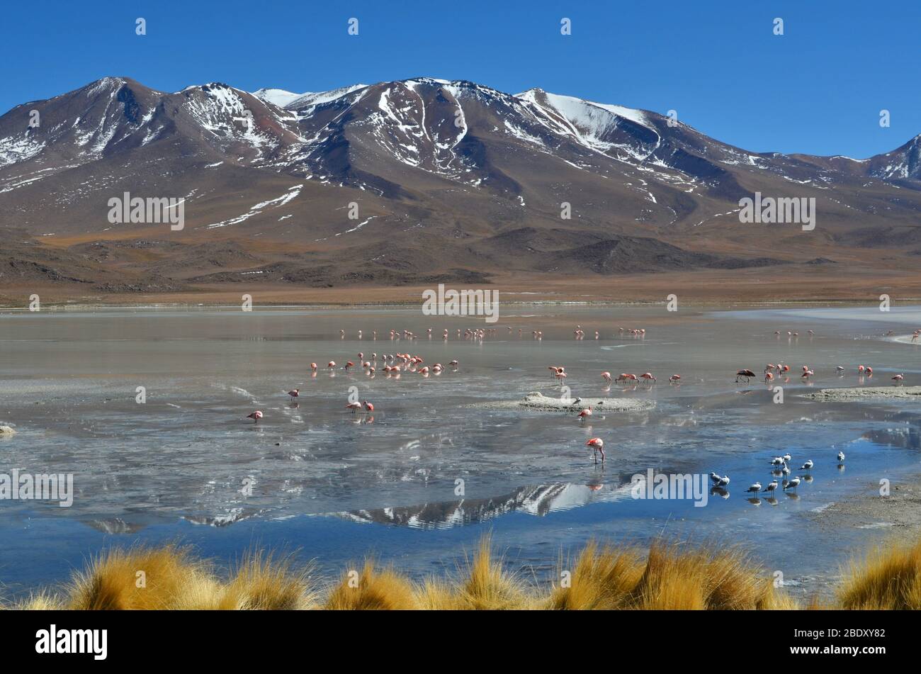 Spettacolare vista della laguna di Hedionda piena di fenicotteri, Eduardo Avaroa Andean Fauna National Reserve. Altopiani boliviani Foto Stock