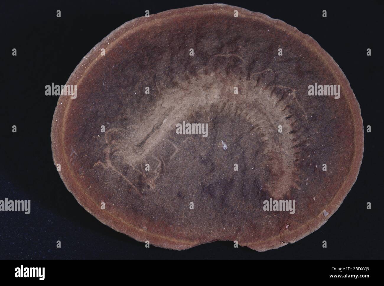 Worm marino fossilizzato Foto Stock