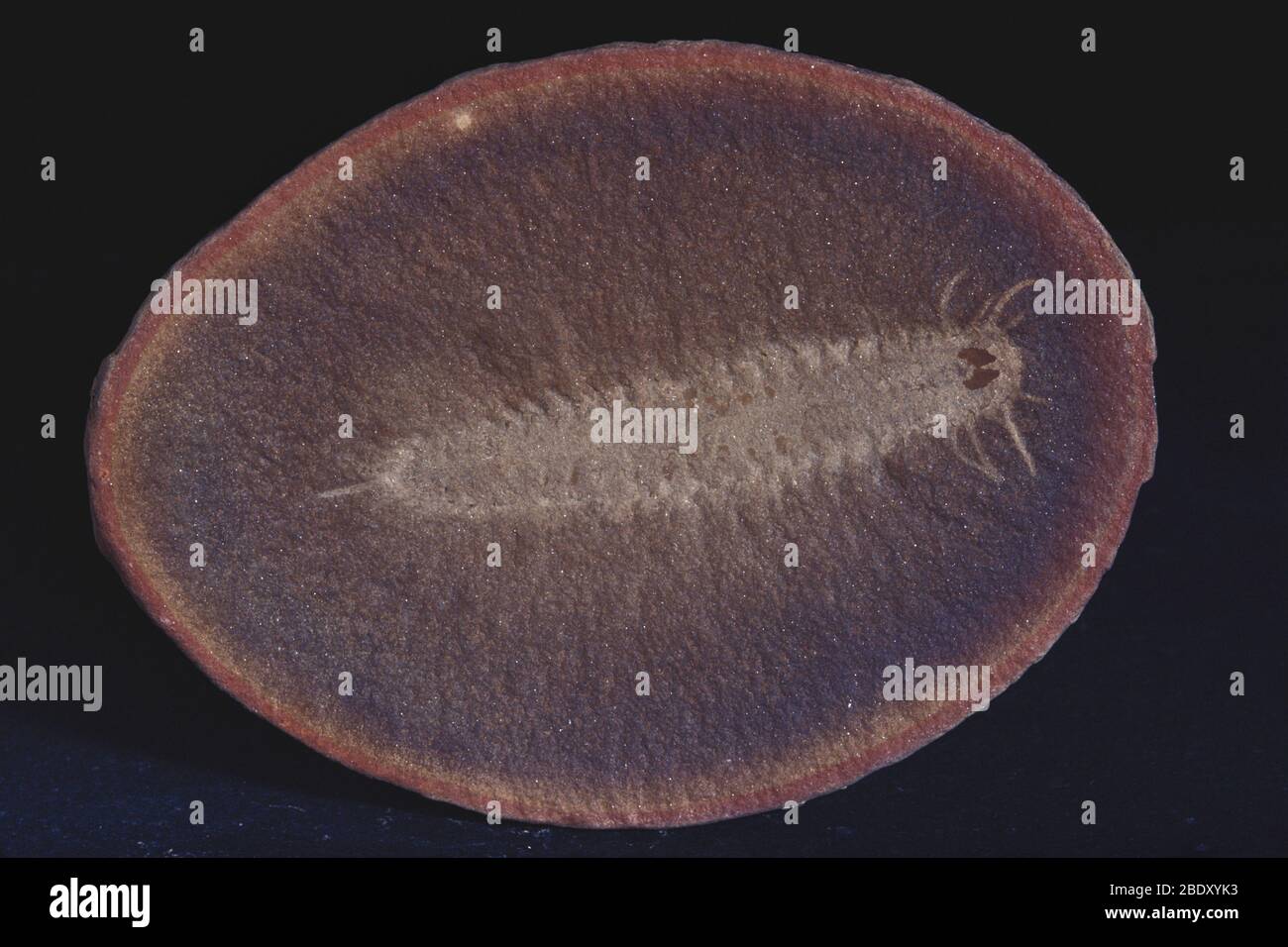 Worm marino fossilizzato Foto Stock