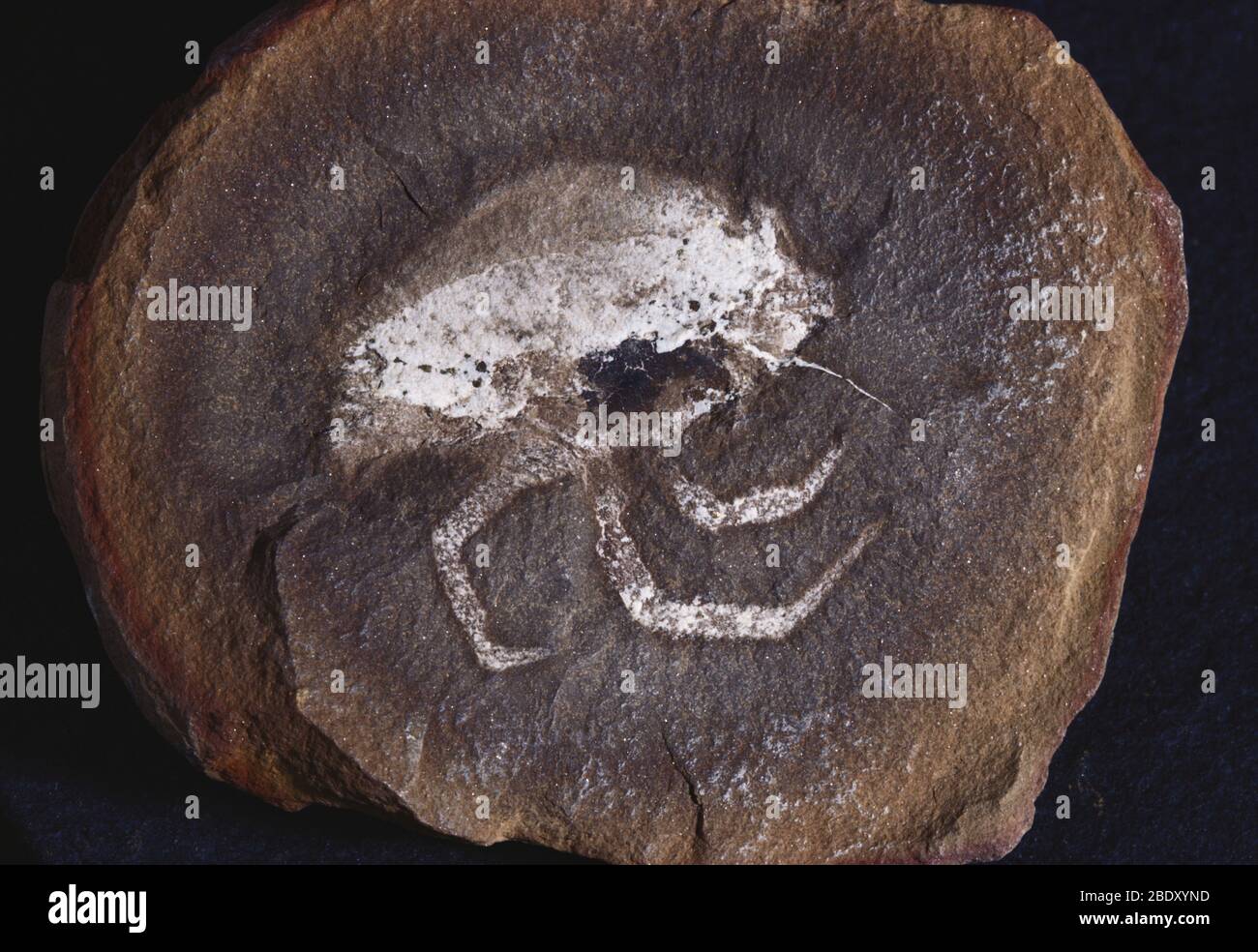 Fossile 'Flea Shrimp' Foto Stock