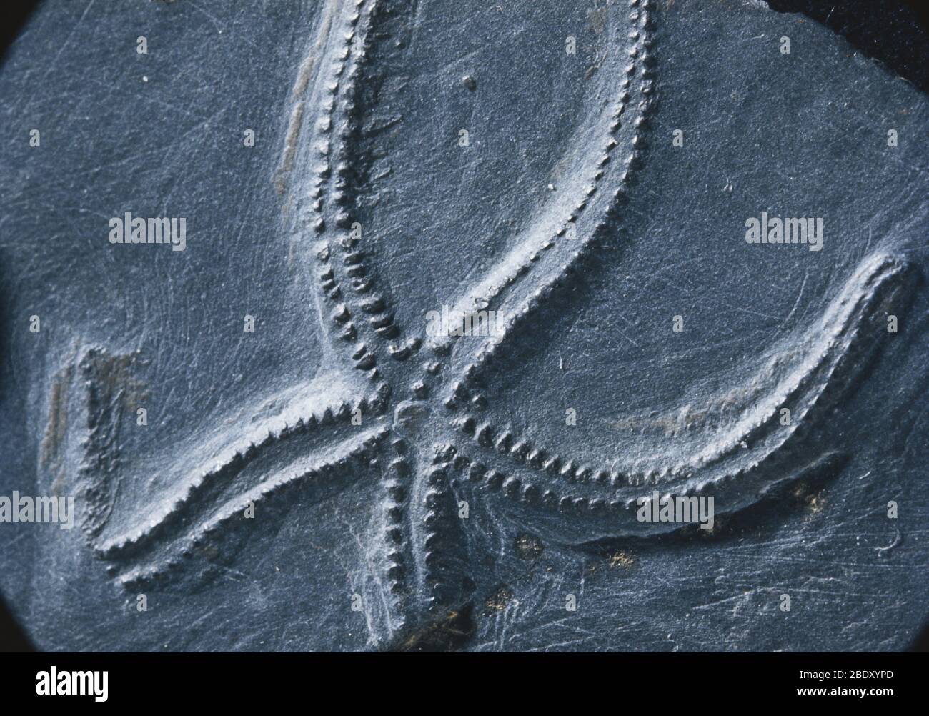 Stelle marine fossili Foto Stock