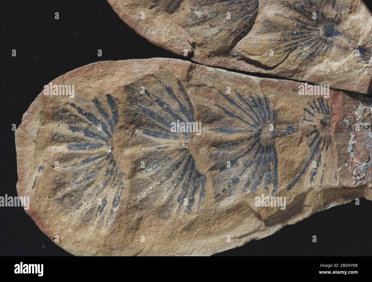 Foglie fossile di Horsetail Foto Stock