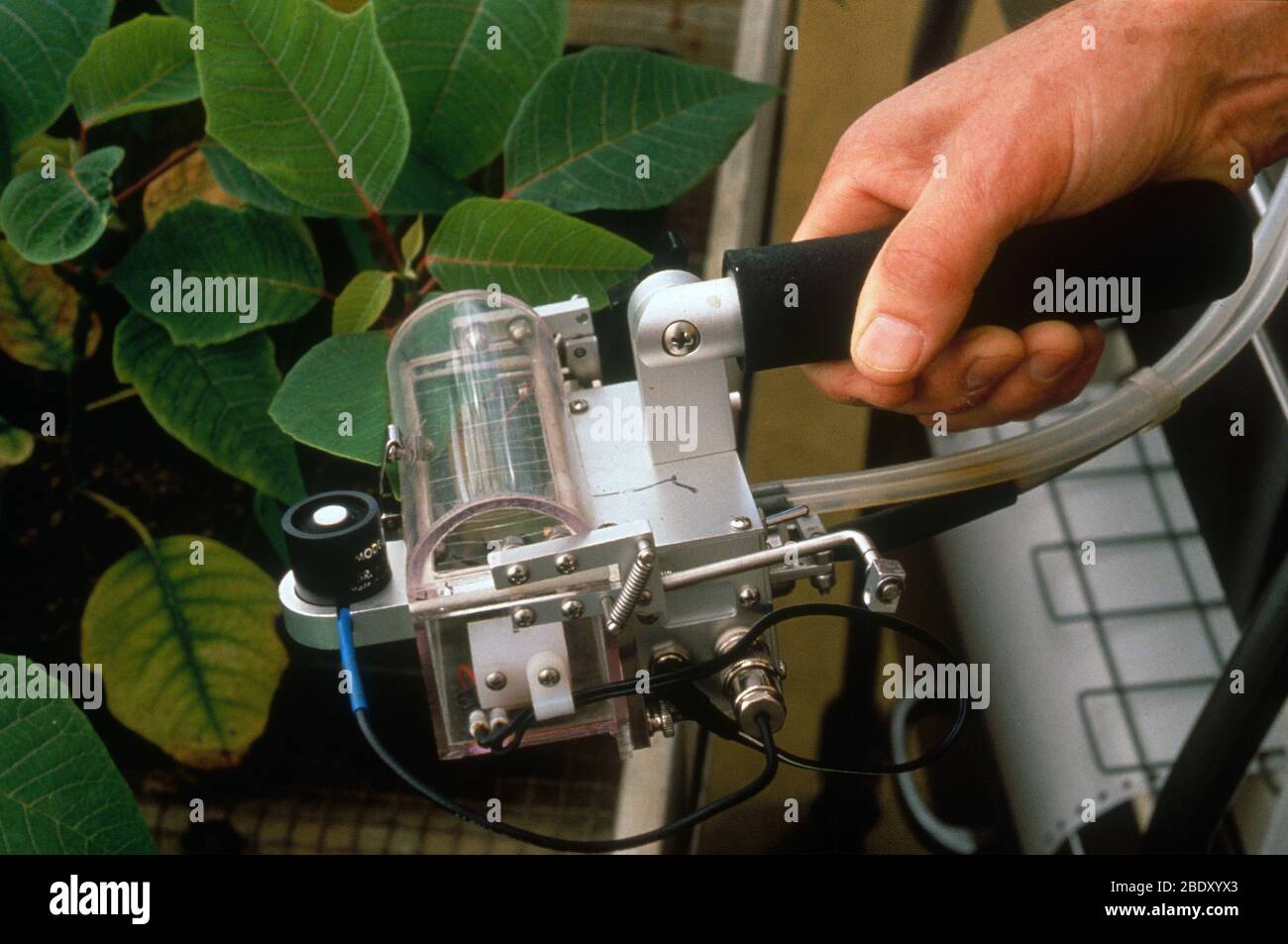 Velocità fotosintetiche delle foglie Foto Stock