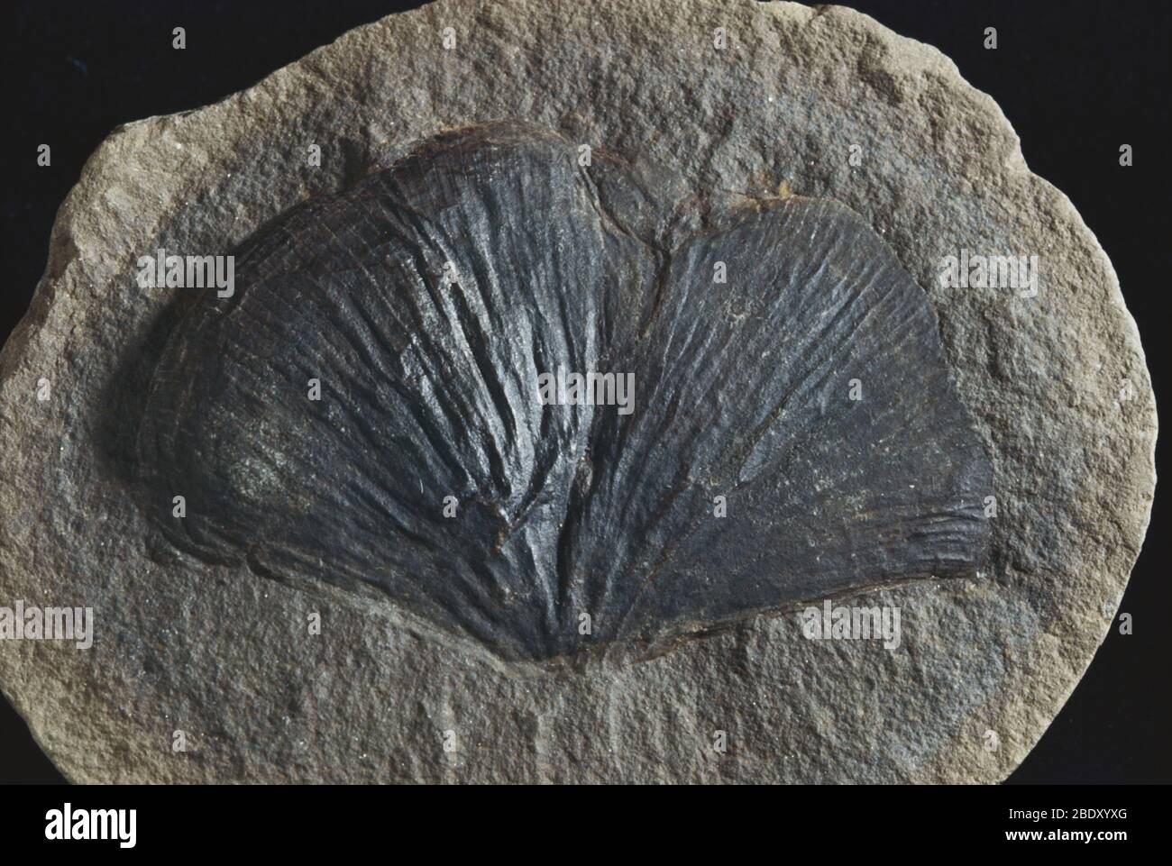 Foglia di semi fossili Fern Foto Stock