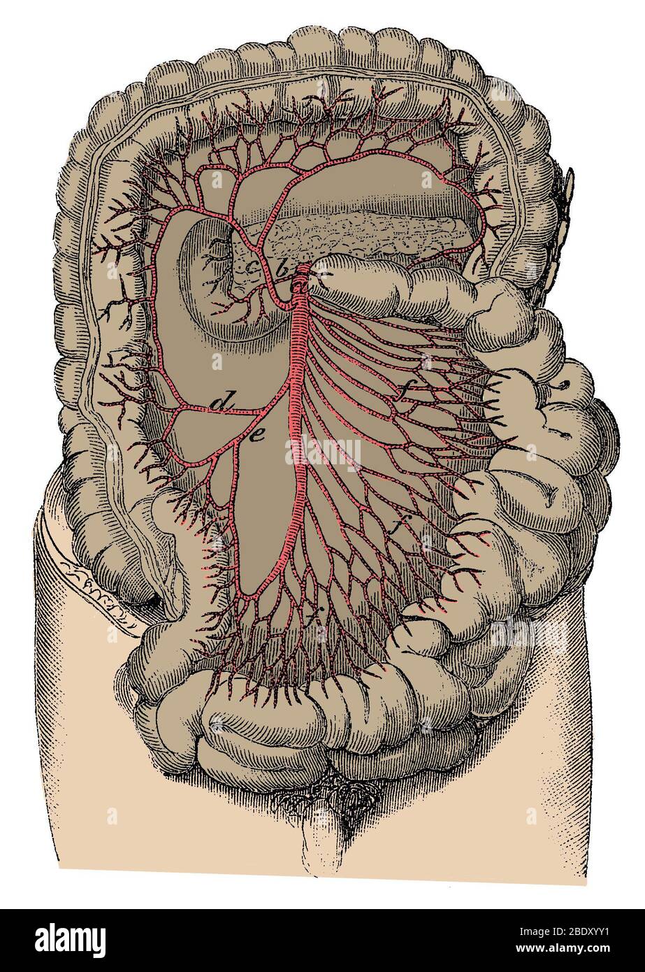 Arteria mesenterica superiore Foto Stock