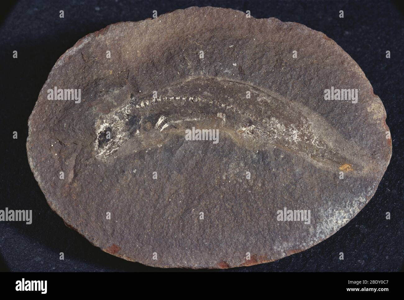 Fossile anfibio Foto Stock