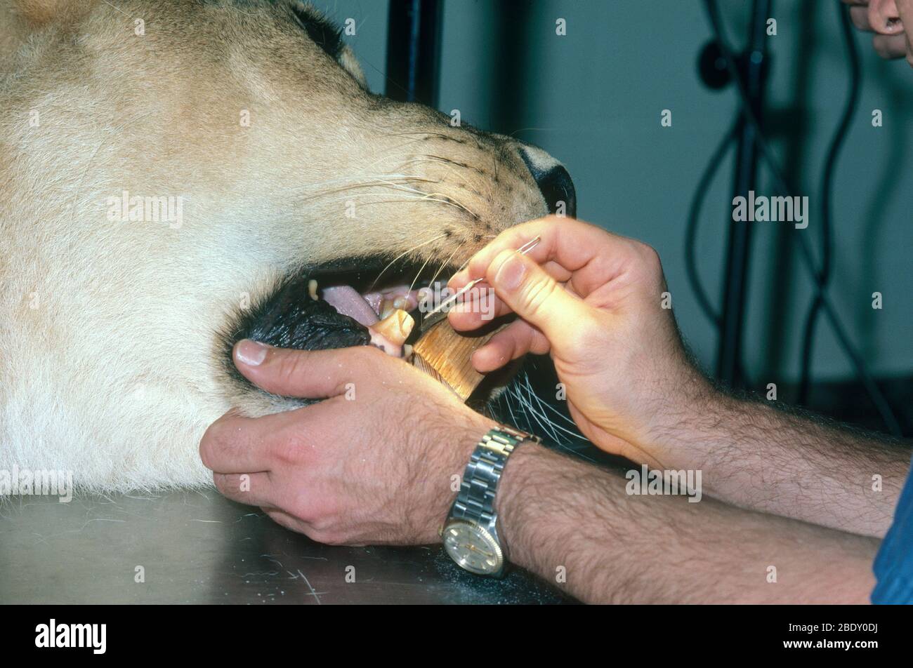 Zoo Lion ottenere lavoro dentale Foto Stock