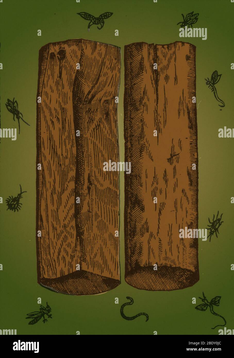 Legno di Sandalo bianco, alchimia impianto Foto Stock