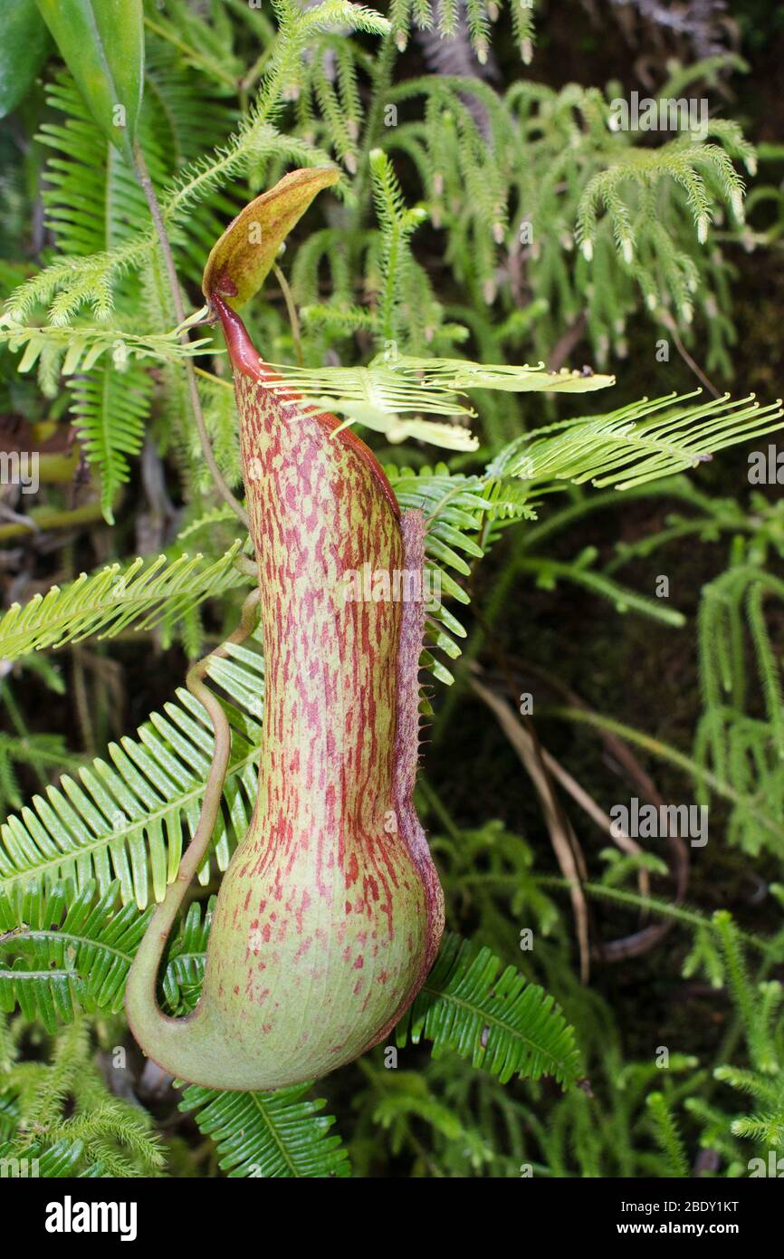 Nepenthes e tropicale di piante brocca e bicchieri di scimmia. Brocca di piante su uno sfondo verde Foto Stock