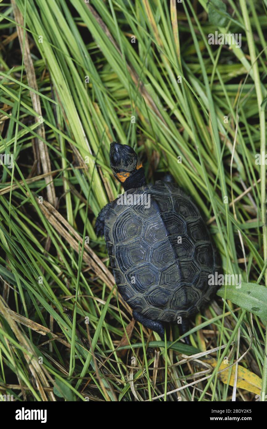 Bog Turtle Foto Stock