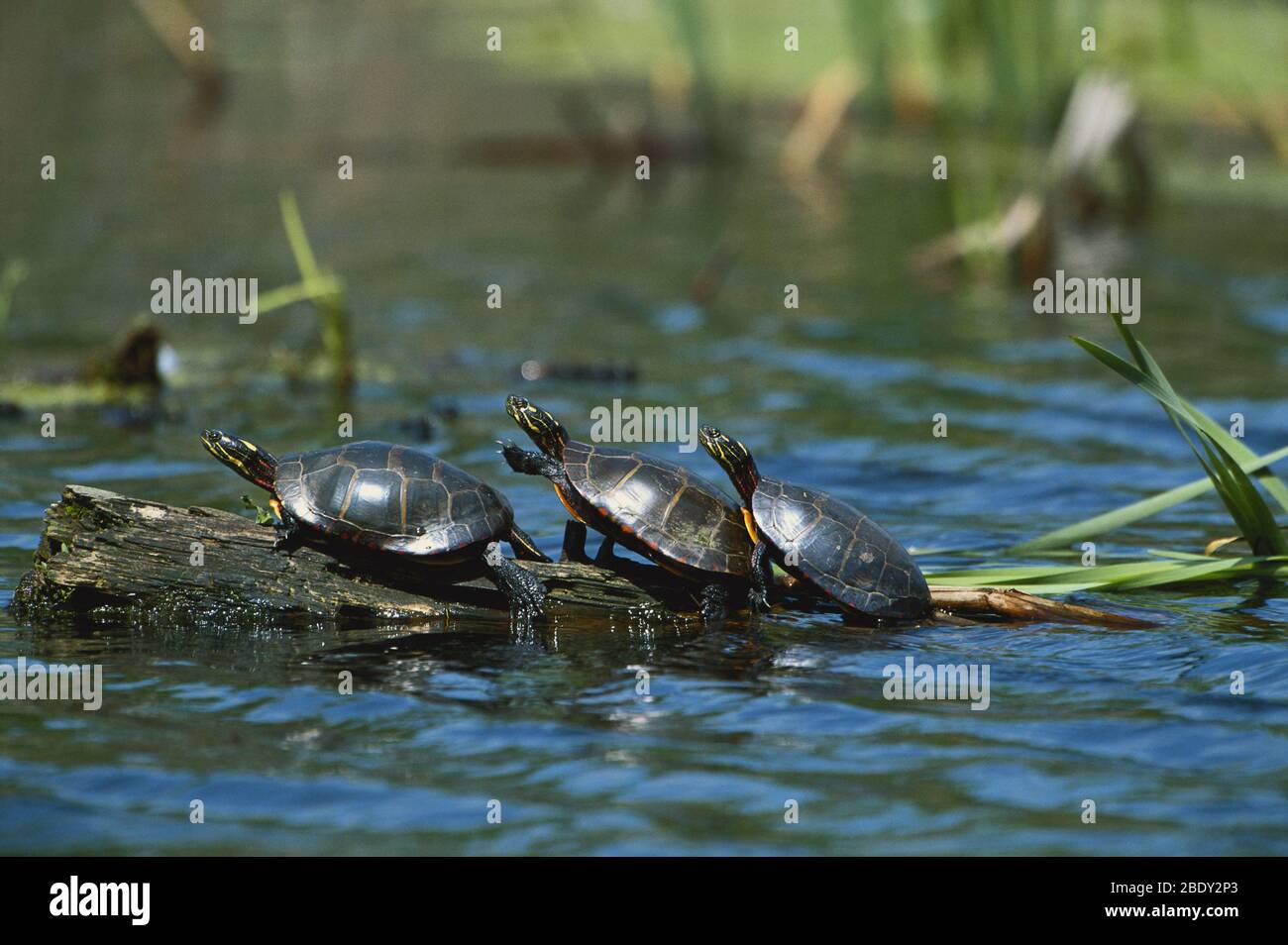 Tartarughe dipinte orientali Foto Stock