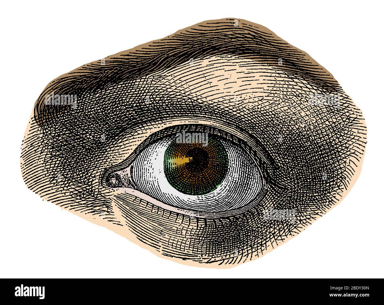 Occhio nocciola Foto Stock