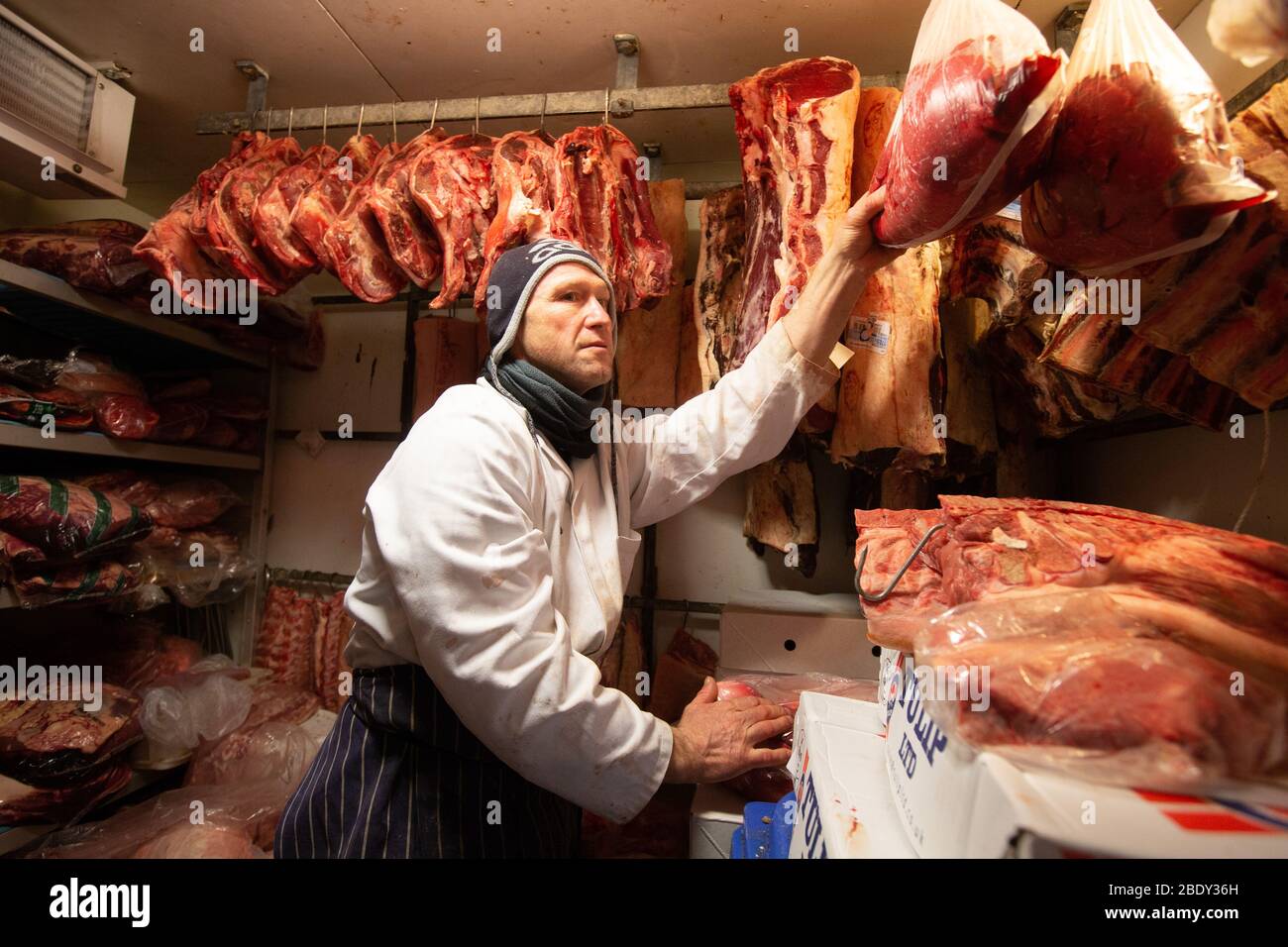 Un macellaio controlla il suo stock in una sala fredda a Londra. La carne deve essere tenuta fredda per mantenerla fresca. Foto Stock