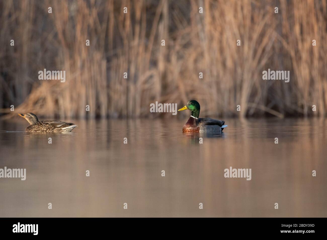 Mallard, (Anas platyrhynchos), Tingley Beach, Albuquerque, New Foto Stock