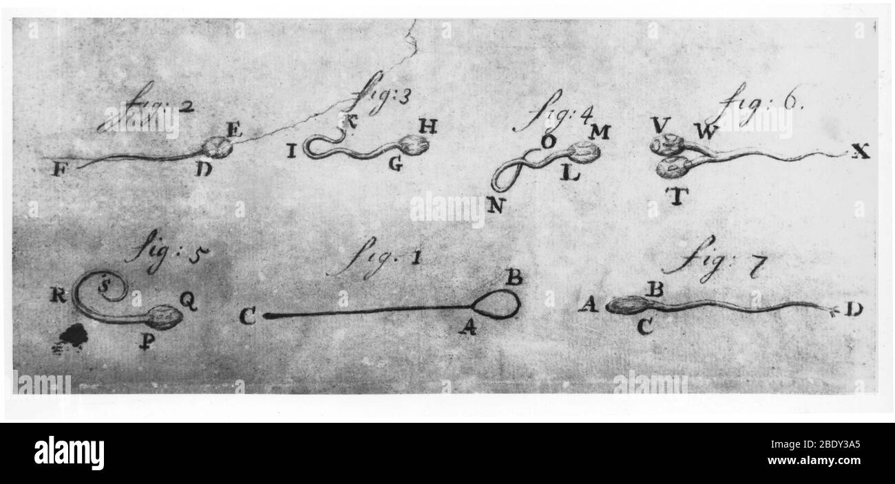 Disegno storico degli spermatozoi Foto Stock