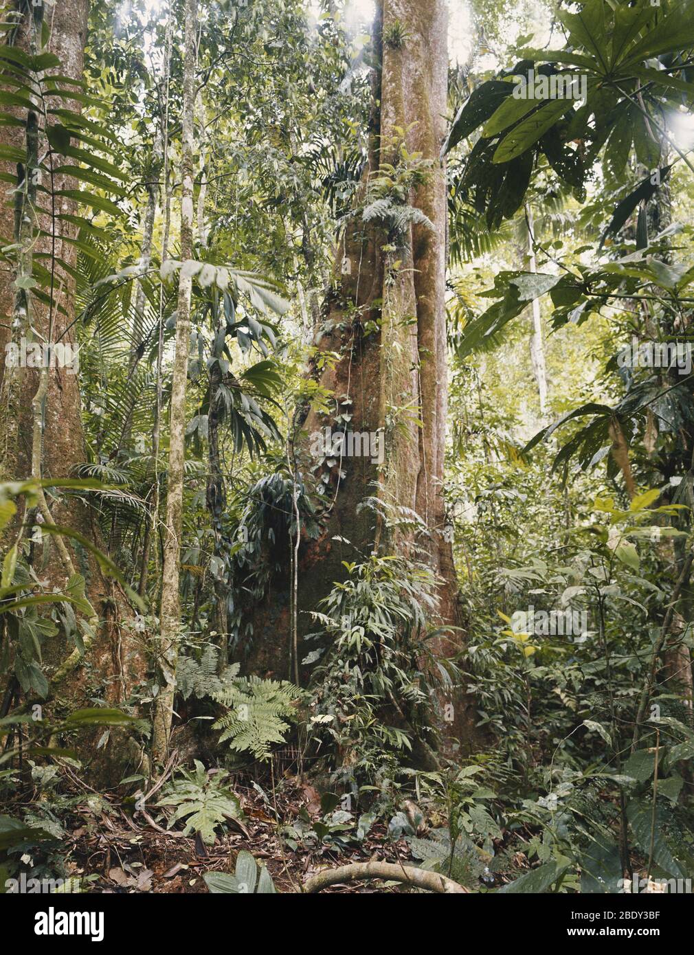 Foresta pluviale, Venezuela Foto Stock