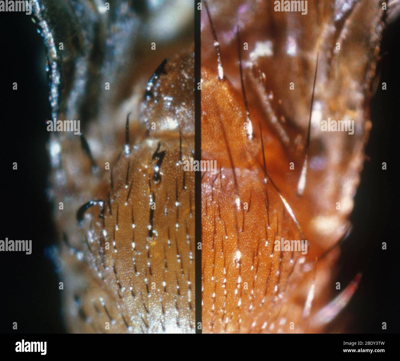 Setole di Drosophila a confronto Foto Stock