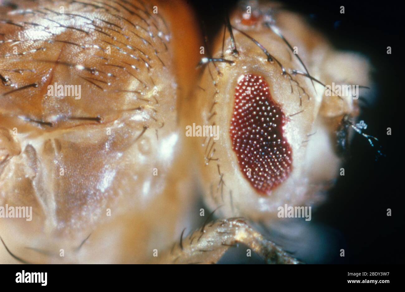 Drosophila mutante con gli occhi Bar Foto Stock