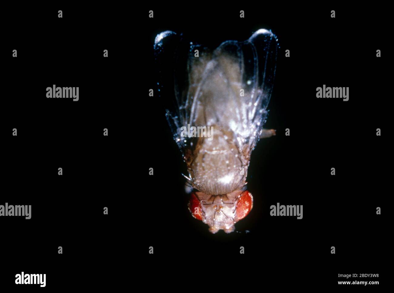 Drosophila damalata con alici Foto Stock