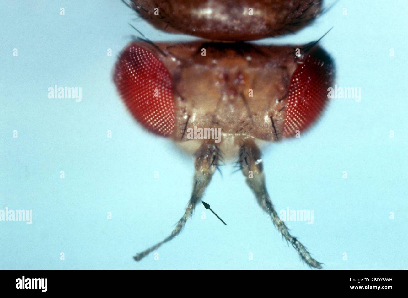 Mutazione di Aristapedia in Drosophila Foto Stock
