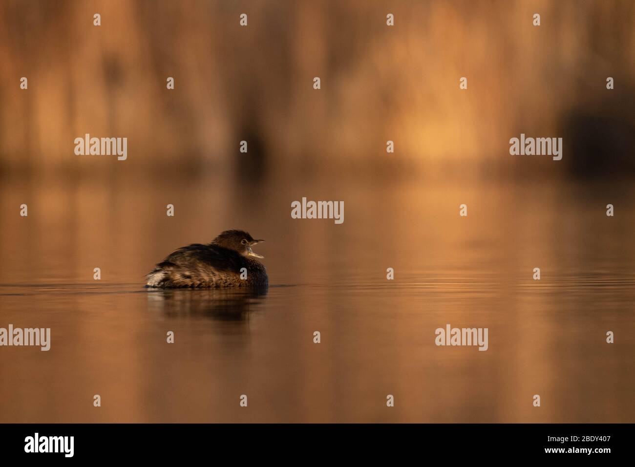 Grebe, Tingley Beach, Albuquerque, New Mexico, Stati Uniti. Foto Stock