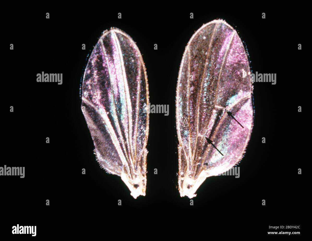 Ali di Drosophila senza croscanti e selvatiche Foto Stock