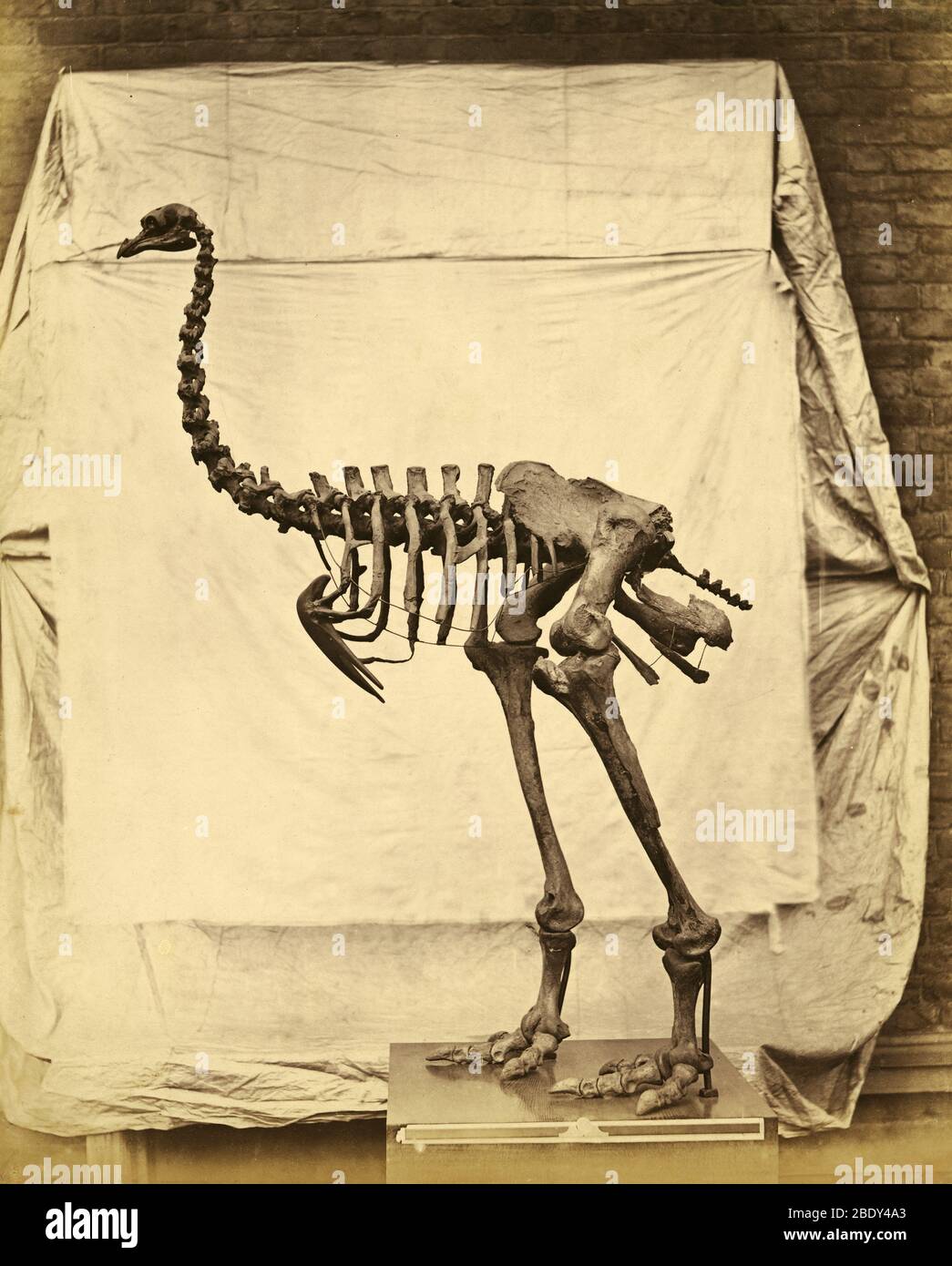 Moa Skeleton con piedi pesanti Foto Stock