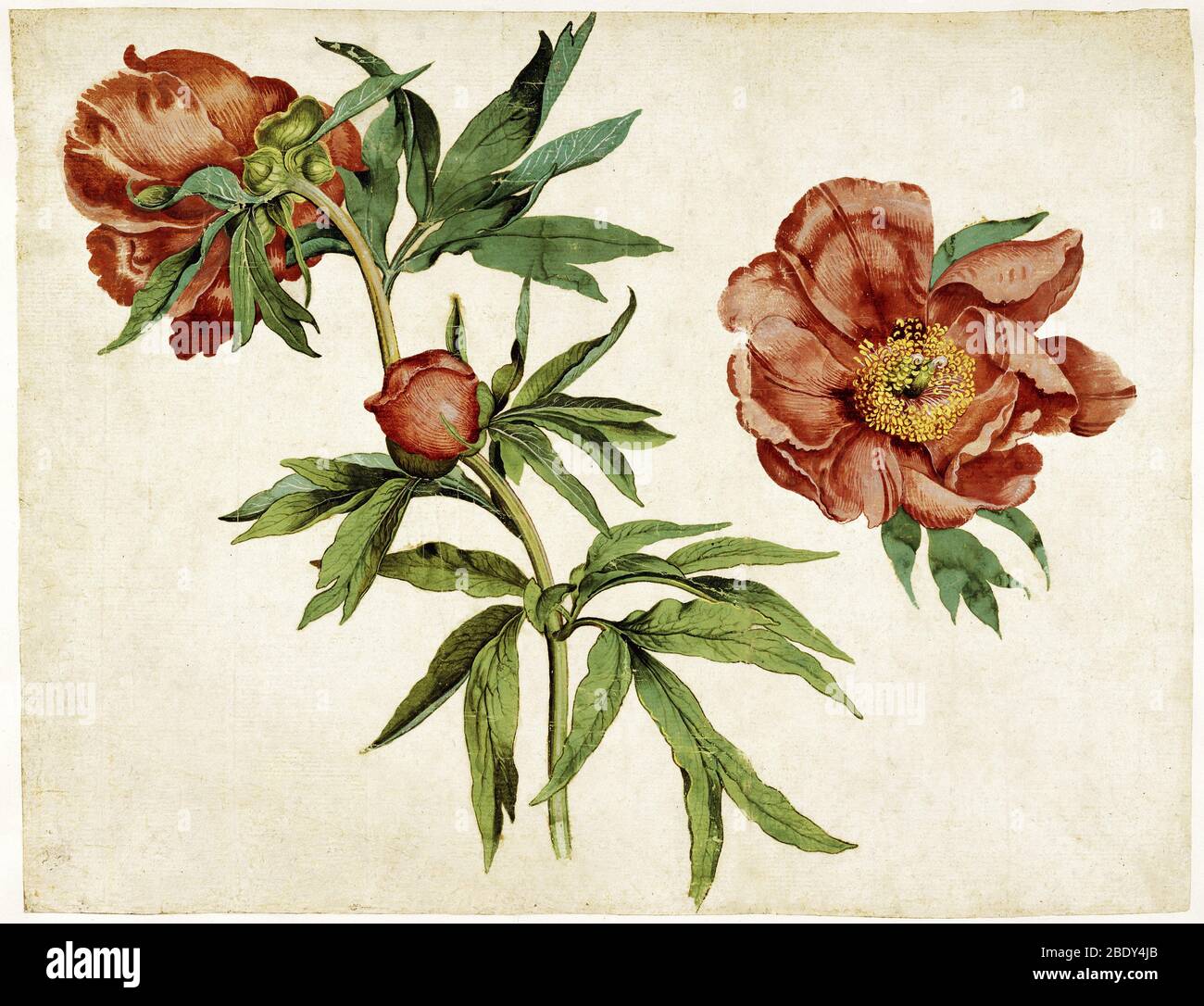 Studi di Peonie, 1472 Foto Stock