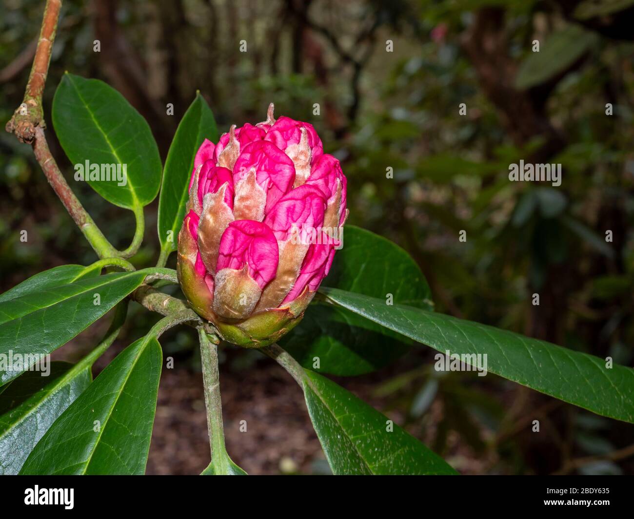 Grande gemma rosa brillante su un rodendro cespuglio in un giardino in primavera Foto Stock