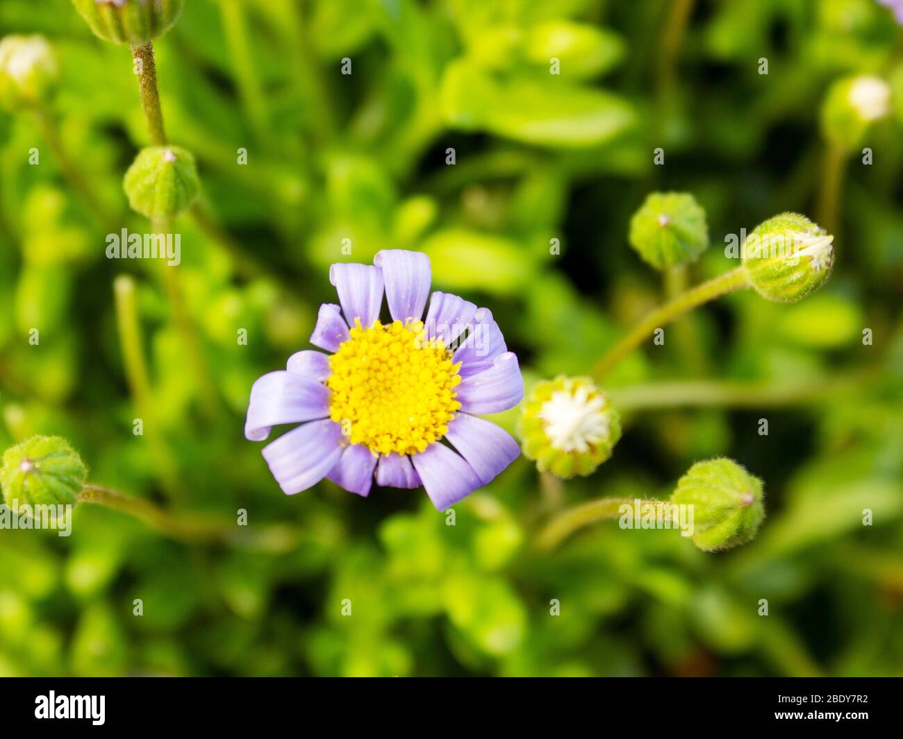 Primo piano delle fabbriche di ricino, Felicia amelloides, della famiglia delle daisy, Asteraceae Foto Stock