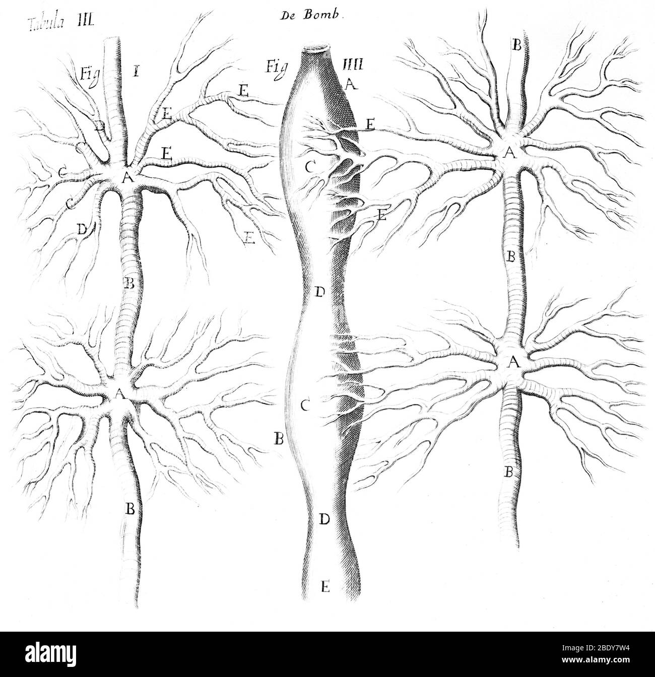 Silkworm, sistema tracheale, 1686 Foto Stock