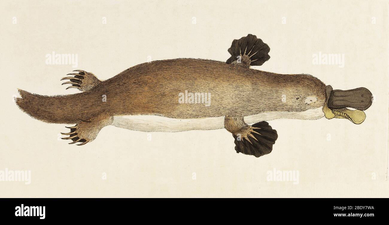 Platypus (Ornithorhynchus anatinus) Foto Stock