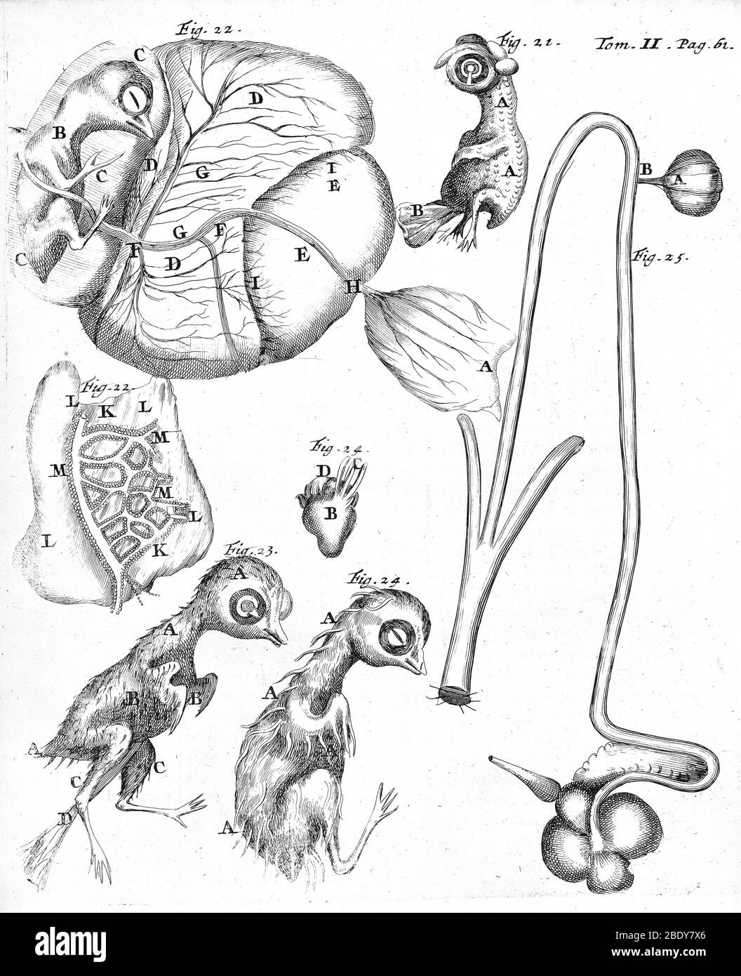 Chick Embryology, Malpighi, 1687 Foto Stock