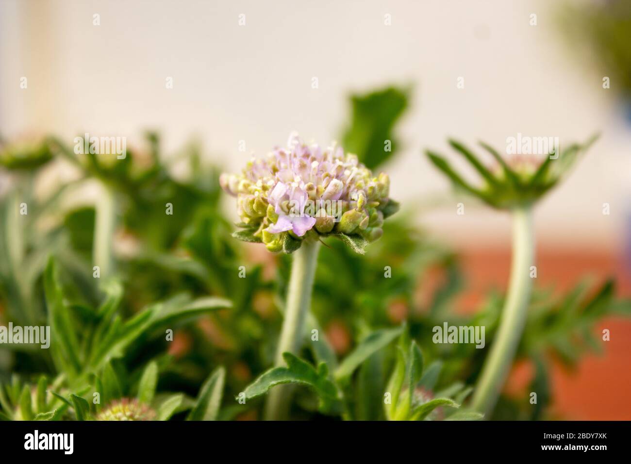 Il colombaria di cetaceo, in latino scabiosa, è una specie della famiglia delle nidi d'api Foto Stock