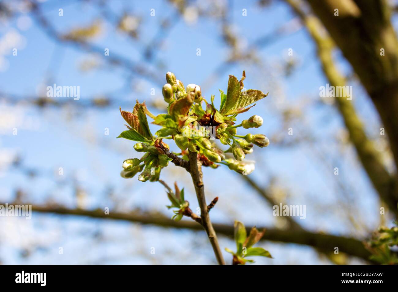 Fiore di mela bianco da vicino fuori di sfondo fuoco Foto Stock