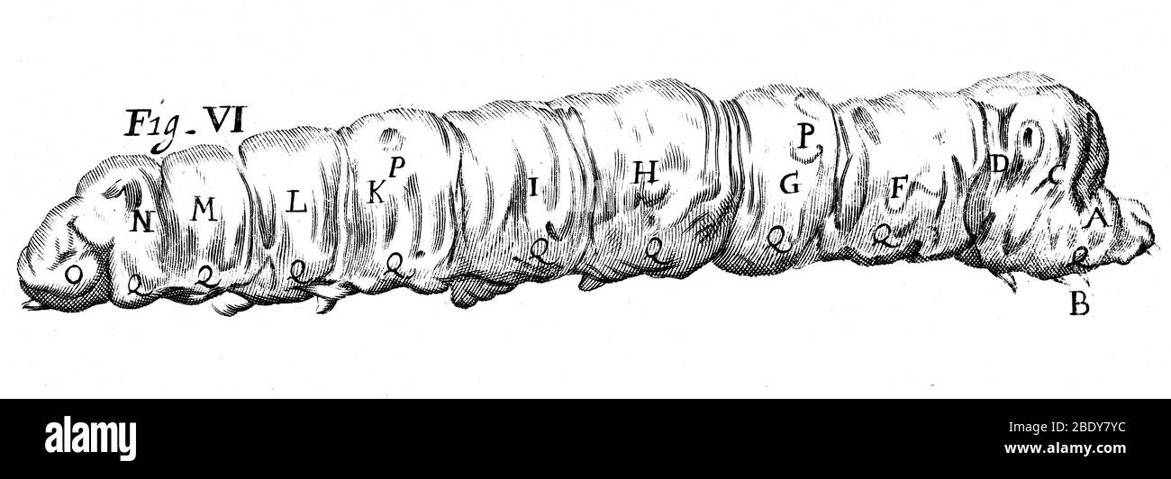 Silkworm, Malpighi, 1686 Foto Stock
