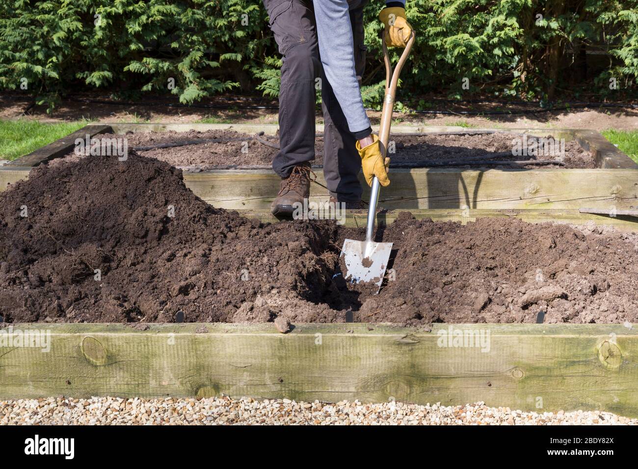 Uomo, giardiniere maschio scavando un buco con una pala in un orto, Regno Unito Foto Stock