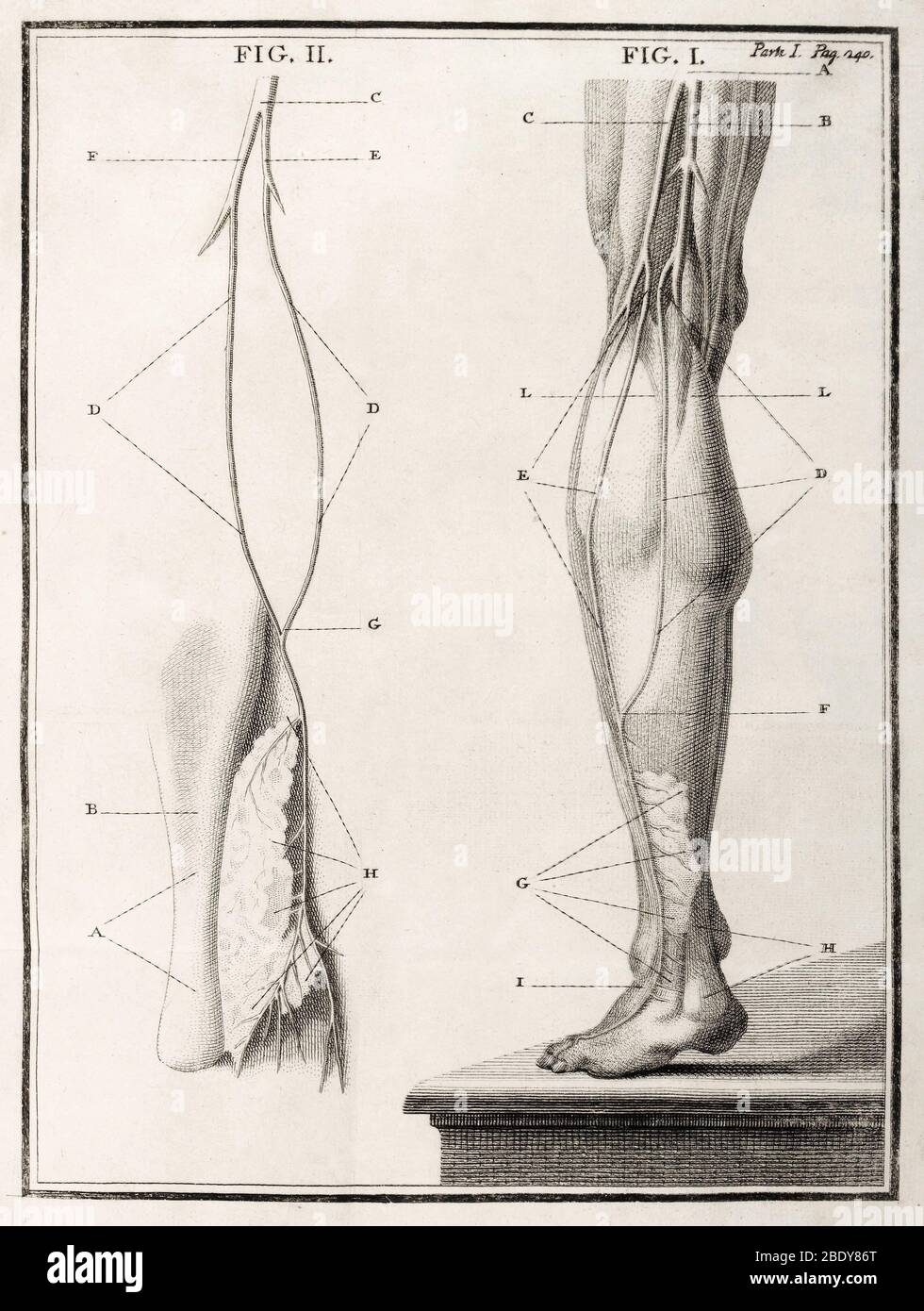 Gamba Nerve, 18 ° secolo illustrazione Foto Stock