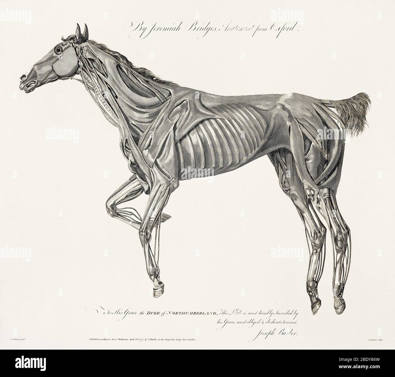 Muscolatura, Cavallo, Illustrazione, 1772 Foto Stock