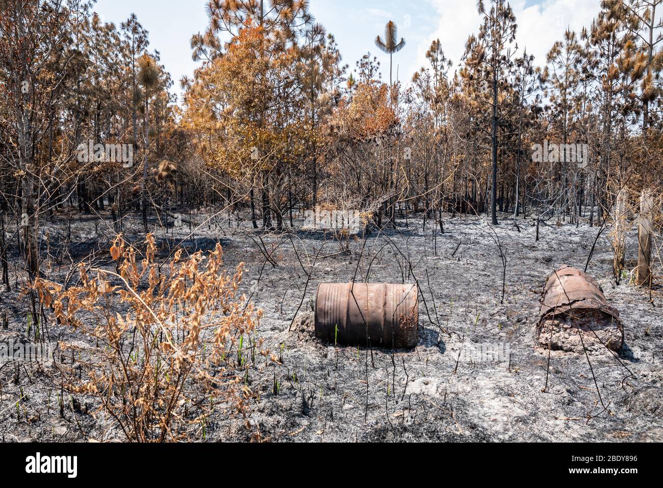 Paesaggio di alberi e cespugli bruciati dal fuoco nella foresta pluviale tropicale del parco nazionale di Phu Kradueng, Loei, Thailandia. Foto Stock