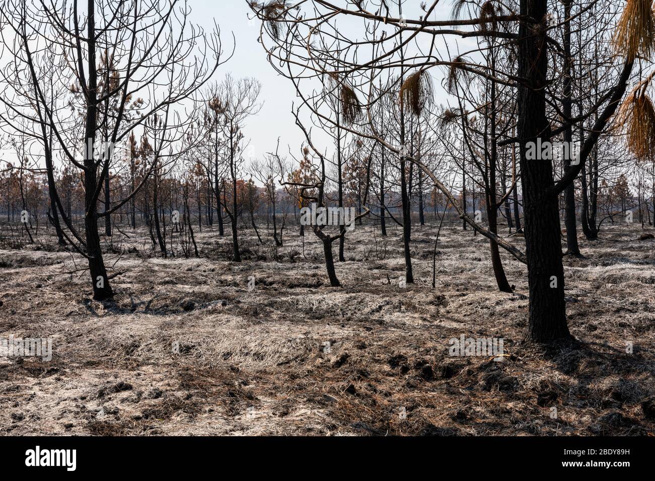 Paesaggio di alberi e cespugli bruciati dal fuoco nella foresta pluviale tropicale del parco nazionale di Phu Kradueng, Loei, Thailandia. Foto Stock