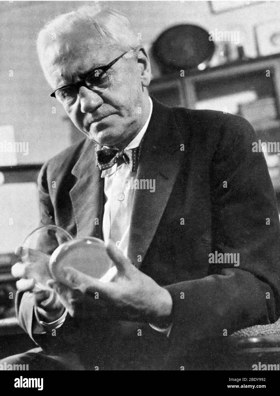 Alexander Fleming, biologo scozzese Foto Stock