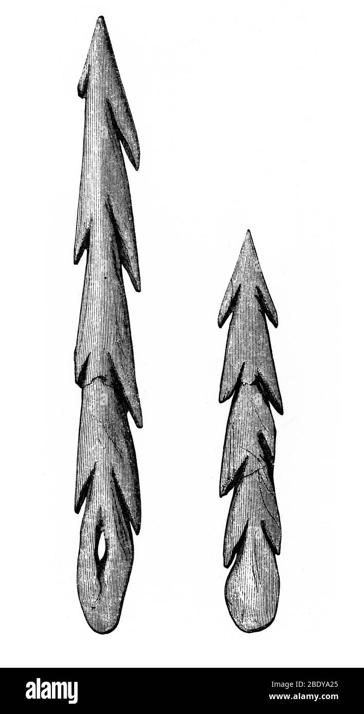 Barbed Point preistorico (Harpoon), Scozia Foto Stock